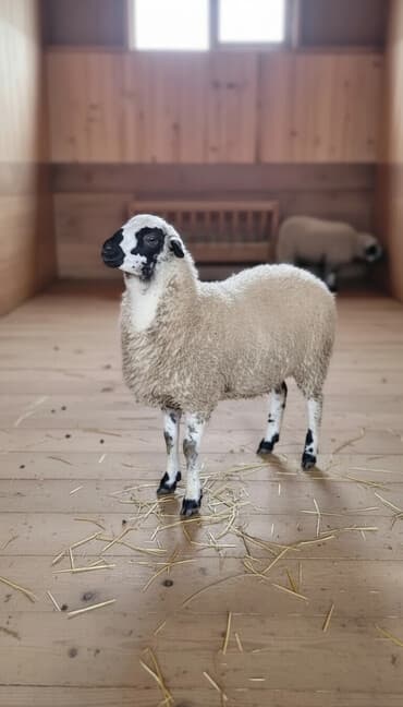 Qoyun. Toğlu Bu toğlu Dizi gözü qara sağlam damazliqa yararli sakit ev — 1