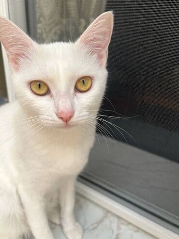 pişik satışı sumqayıt: Türk anqora, Dişi, Yaxşı əllərə, Ödənişli çatdırılma, Ünvandan götürmə — 1