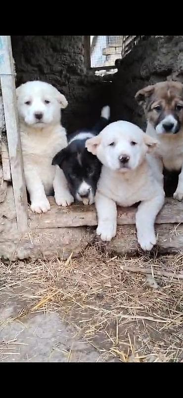 Alabay, 2 ay, Erkek, Ödənişli çatdırılma