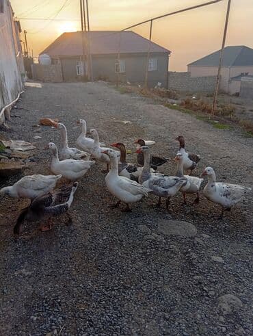 pitbull bala: Erkək, Damazlıq, Ünvandan götürmə — 1