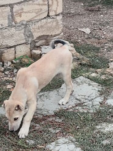 тибетский мастиф цена в баку: 3 ay, Dişi — 2