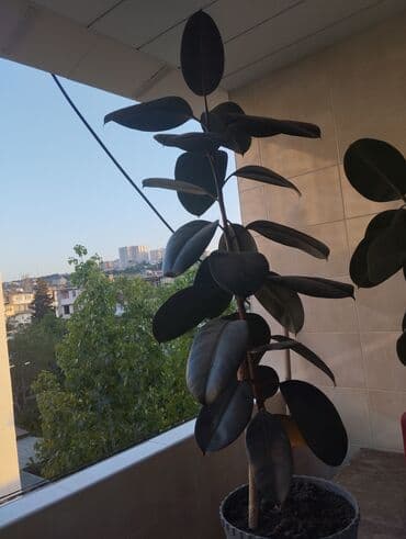 фикус дельтовидный: Satılır fikus bitkisi Tam sağlam bitkidir — 2