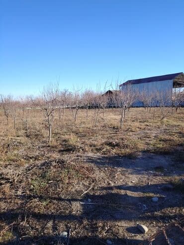 Lexus: Kənd təsərrüfatı — 4