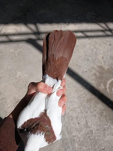 papuqay quş: Hamsi satilir oz damazdiq heyvanlarimdi bezi prablelere gore satiram — 6