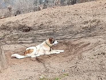 alpin kecisi satilir: Alabay, 10 ay, Dişi — 2