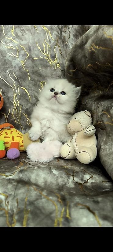 britanski pisik: Şotland uzun tüklü — 2