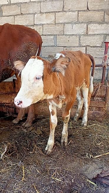 cins inekler: Dişi, il: 4, Südlük, Ünvandan götürmə — 5
