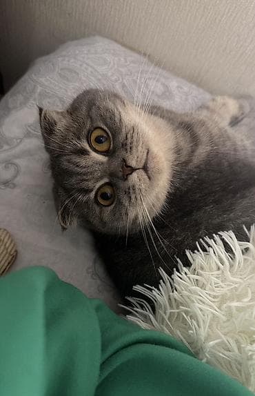 pers pisiyi: Şotland, Dişi — 3