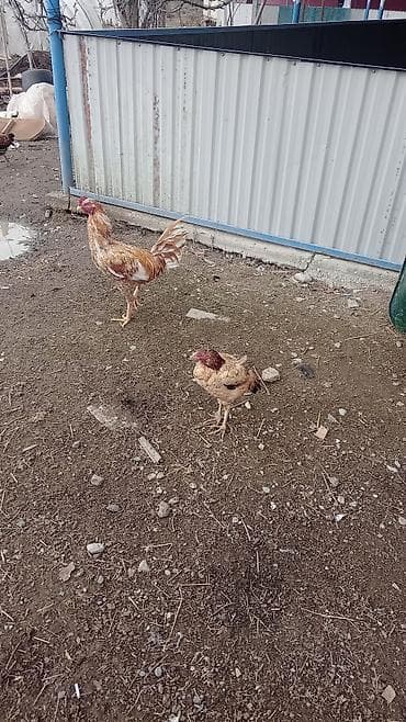 Птицы: Temiz Heyratilar di iki fere bir xoruz pul lazimdi deye satiram — 5