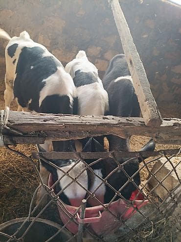 kök dana: Salam buzovlari satiram 2 si erkey 1 ri disi tam saglam heyvanlardi — 1