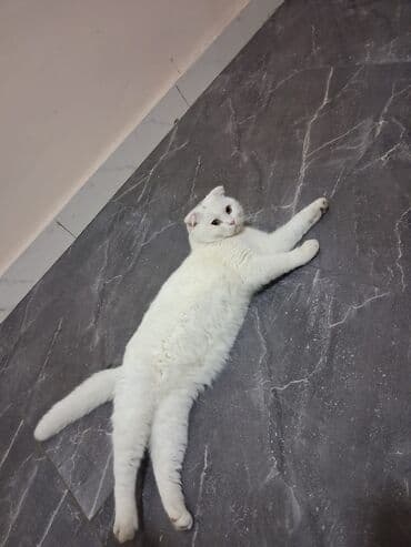 pişik üçün: Şotland, Dişi, Yaxşı əllərə, Ünvandan götürmə, Ödənişli çatdırılma, Rayonlara çatdırılma — 1