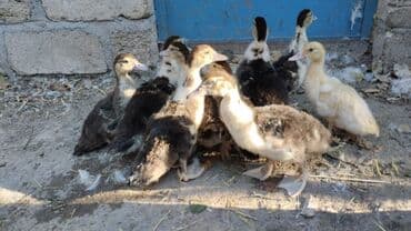 дом для собак: Ördəklər — 2