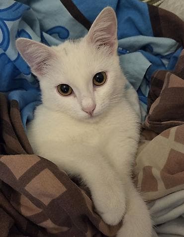 sahiblən: Dişi, Yaxşı əllərə — 2