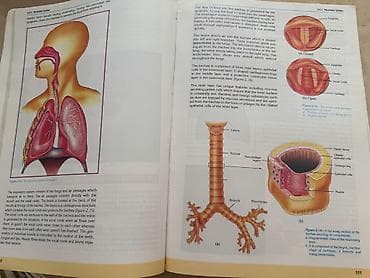 bas gitara: Məhsul: “Biology 3” dərsliyi Nəşriyyat: Sürat Publications ( — 5