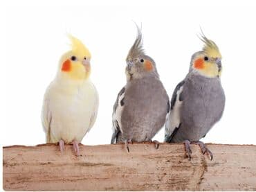 Nymph (kokatiel) tutuquşları – müxtəlif rəng formaları Təsvir: - Növ