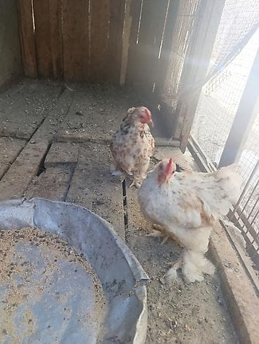 papuqay type 1: Koxin beçələr 5 aylıqdılar qiymət birinə aiddi sağlamdılar — 8