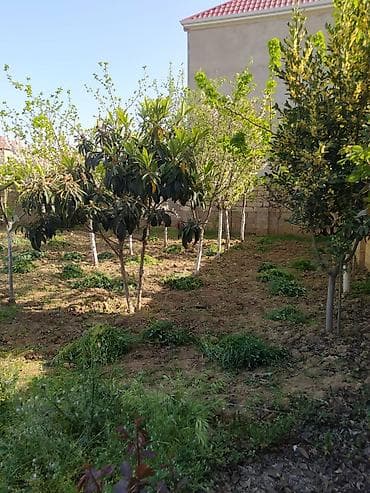 sot torpaq: 7 sot, Kənd təsərrüfatı, Kupça (Çıxarış) — 6