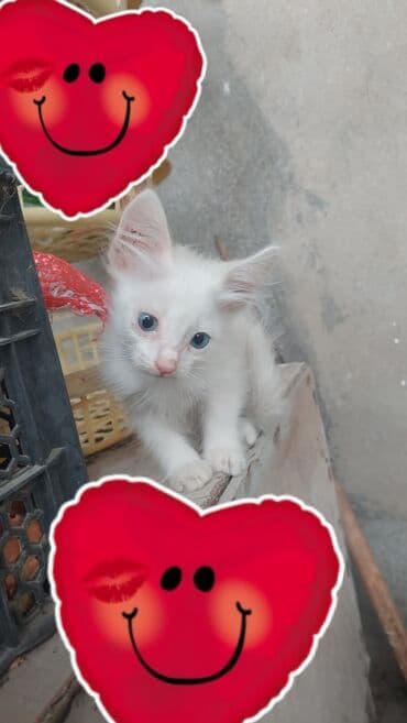 ağ pişik adları: Erkək, Yaxşı əllərə — 1