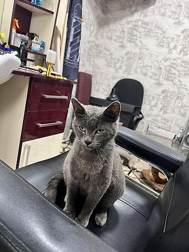 pişik üçün daraq: Britan, Yaxşı əllərə — 1