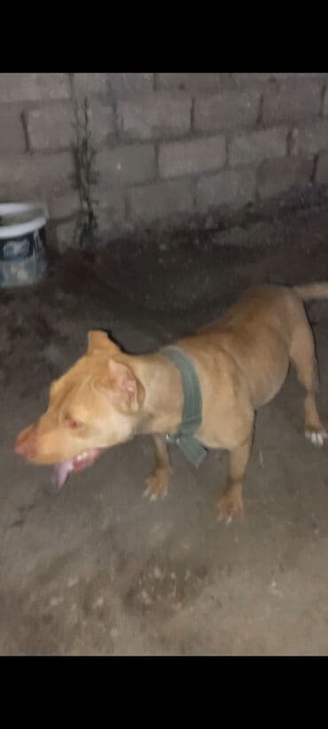dişi pitbul: Pitbul, 2 il, Dişi — 5