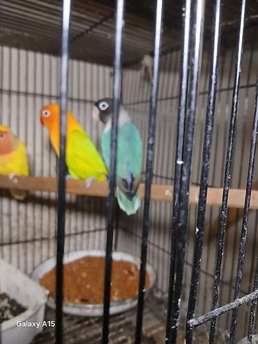 qus iran: Məhsul: Sevgi papağanları (Agapornis) Təsvir: - Rəngarəng sevgi — 3