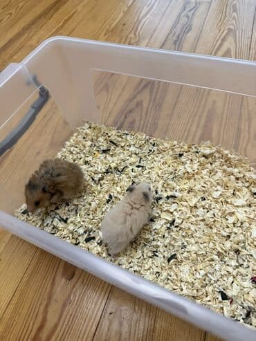 deniz donuzu: SURİYA HAMSTERLƏRİ balaları Təsvir: - Sevimli, xırda ölçülü — 1