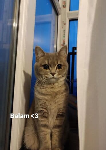 britan pişiyi: Britan — 1