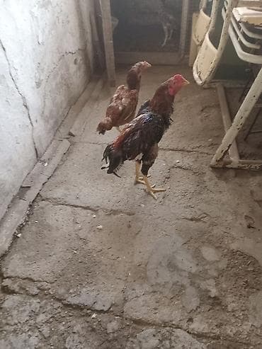 Digər heyvanlar: Salam heyrati lar satiliryaxsi cinsdi cox olduqu nan satiram kohna — 4