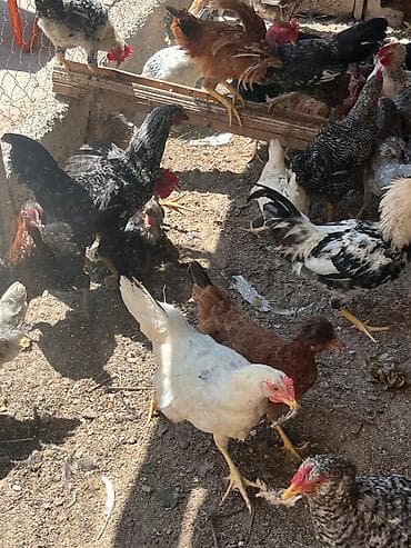 qus satisi: İlk günündən özüm böyütdüyüm heyvanlardi hər biri sağlamdir fərələr — 3