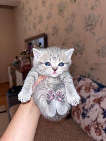 Heyvanlar üçün mallar: Tabbi, Erkək, Dişi, Yaxşı əllərə, Ünvandan götürmə, Pulsuz çatdırılma, Ödənişli çatdırılma — 6