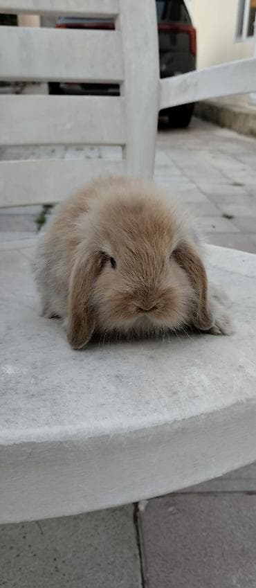 balaca it cinsleri: Mini lop (aşağıqulaqlı) dekorativ dovşan balaları - Cins: Mini Lop — 3