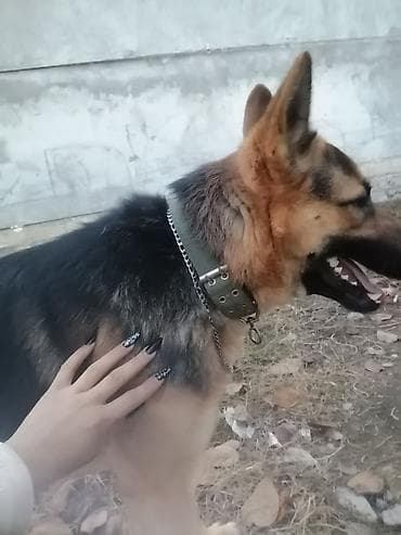 Alman çoban iti tecili satlir saglamdi baxa bilmediyim çün satram