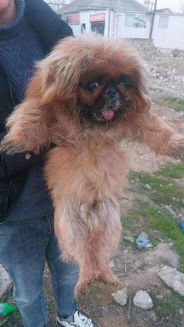 itler pikines type 1: Pekines — 6