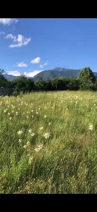 quba gunluk ev: 52 sot, Kənd təsərrüfatı, Mülkiyyətçi, Kupça (Çıxarış) — 2