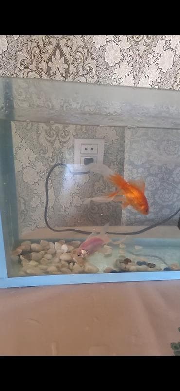 akvarium baliqlari qizil baliq: Qızıl balıq, Sülhsevər, Pulsuz çatdırılma — 3