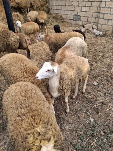 cins ineklerin qiymeti: Erkək, il: 5, 20 kq, Ətlik, Ünvandan götürmə — 3