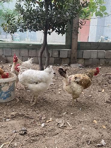 bala afcarka: Toyuq, Yumurtalıq, Ünvandan götürmə — 3