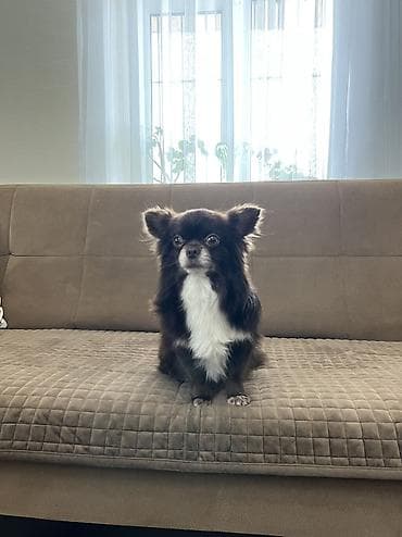 çixuaxua: Çixuahua, 3 il, Erkek, Cütləşmə üçün, Ünvandan götürmə — 7