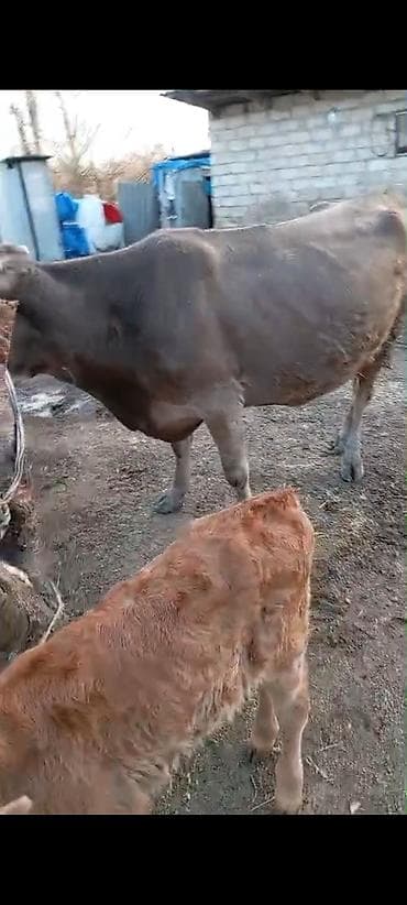 Quşlar: Mal 1 aydı doğub balasıda erkək — 2