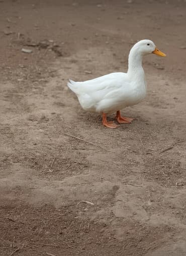 5 ayliq pekin ordekleri unvan Nardaran lalafo.az -da 5 ayliq pekin ordekleri unvan Nardaran