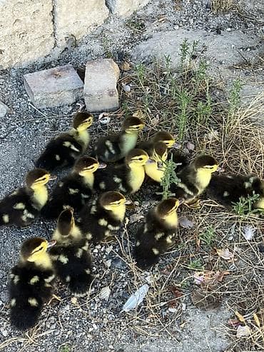 K/t heyvanları və malları: Satılır: ördək balaları ilə birlikdə Balaları 5 günlükdür. 13 ədəd — 2