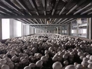 şam ağac: Salam hərvaxtınız xeyir, "CHAMPION GROUP" olaraq sizlərin qarşısına — 6