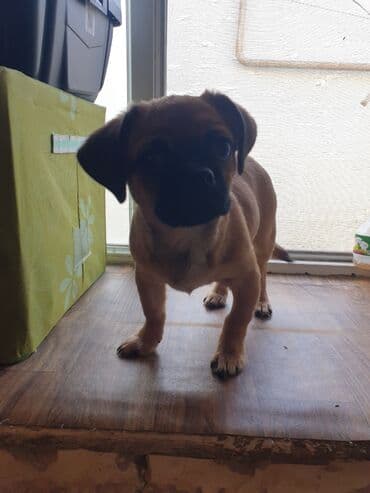 balaca şirin itlər: 3 ay, Peyvəndli — 5