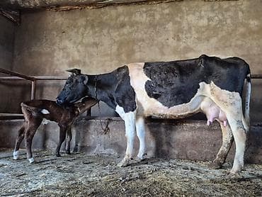 simental inek: 16 litir süd verir 4 qarına doğub 15 gündü. doğub. balası — 5