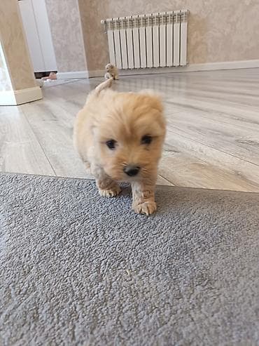 pitbul sekilleri: Pudel, 2 ay, Erkek — 3