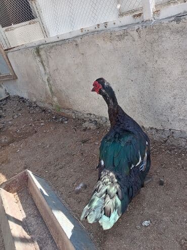 lal ordəklərin satışı: Məhsul: Misk ördəkləri (indo duck) Təsvir: - Şəkillərdə göstərilən — 2