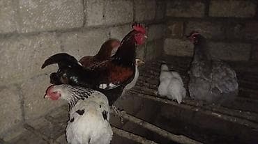 Putun növ heyvanların satışı var size ne cür heyvan lazimdasa bize