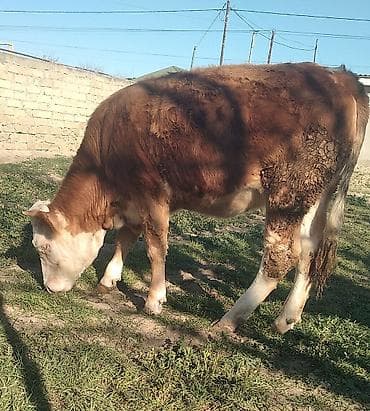 smental dana: Dana, buzov, Dişi, Simental, ay: 11, 300 kq, Damazlıq, Südlük, Ətlik, Ünvandan götürmə — 1