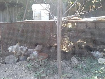 rengli baliqlar: Satılır: təsərrüfat quşları - Ördəklər: ağ rəngli, uzunboyun, sarı — 4