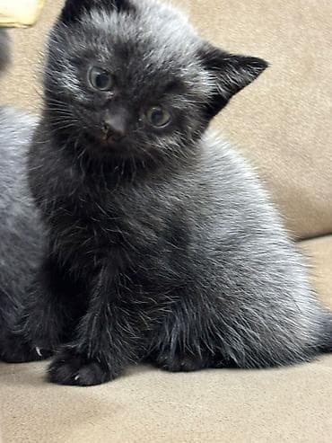 pişik üçün tualet: Britan — 7